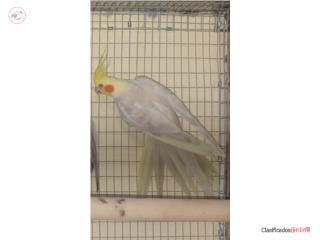 Cocatiel Fallow Macho  Puerto Rico