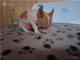 Chihuahua Nene  Puerto Rico