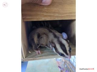 Pareja de Sugar Gliders (petauro de az�car) Puerto Rico