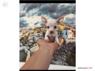 Chihuahua Puerto Rico