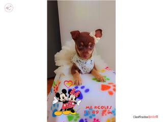 Chihuahua nena Puerto Rico