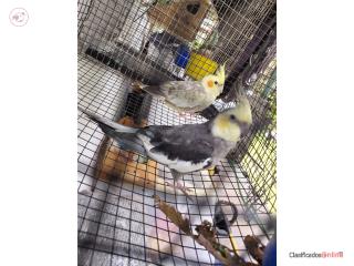 Pareja de cockatiel  Puerto Rico