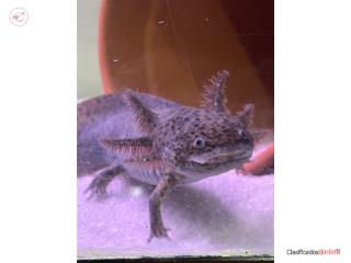 Axolotl 
