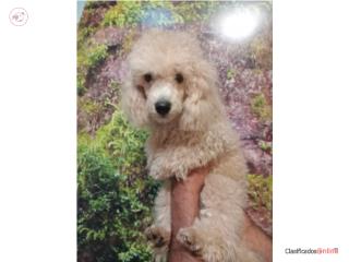 POODLE MACHO 5 MESES Puerto Rico