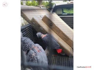 African gray dev8 meses 