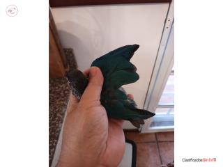 Green Cheek Turquezas 