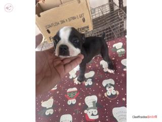 Hermoso Boston terrier macho en venta  Puerto Rico