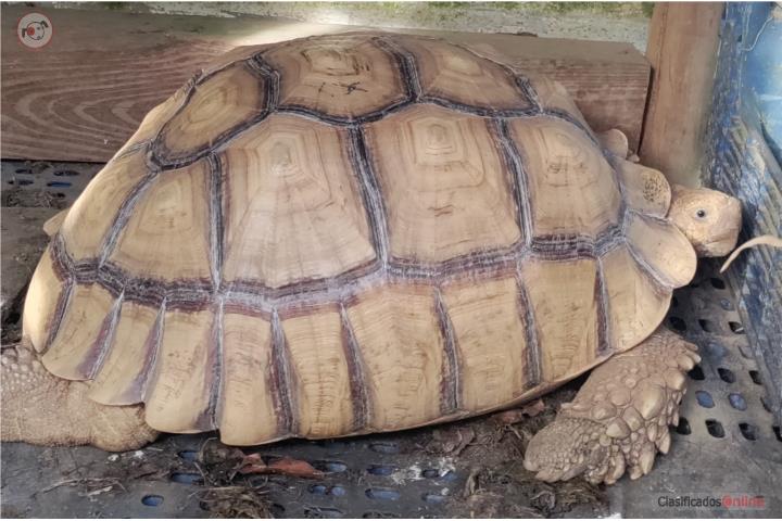 Sulcata hembra  Puerto Rico