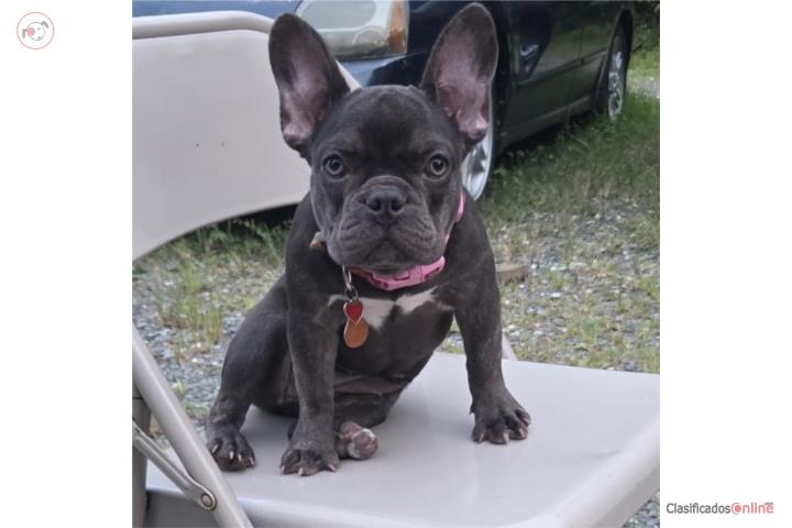Bulldog French 4 meses Puerto Rico