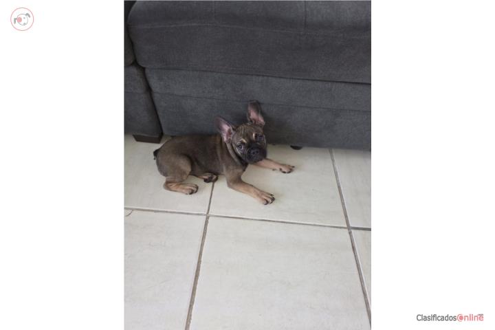Frenchie Para Venta Puerto Rico