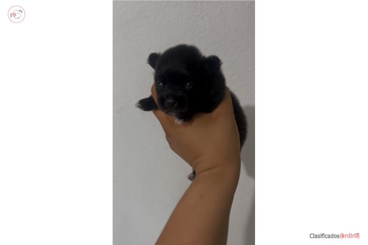 Pomeranian  Puerto Rico