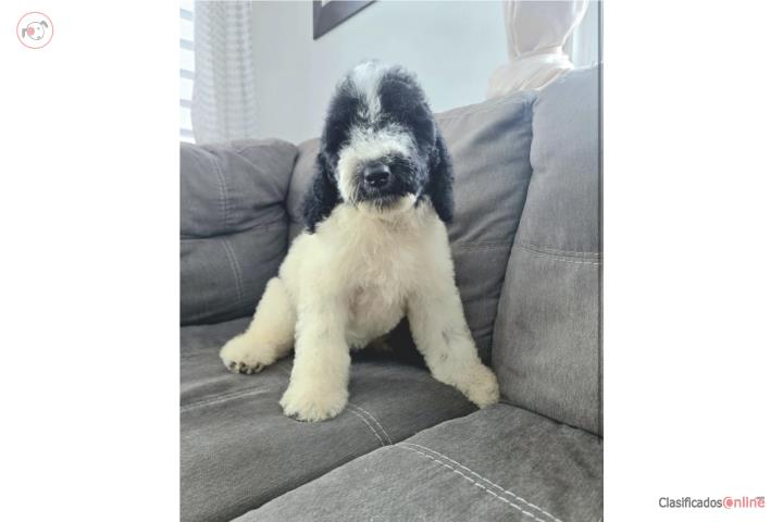Standar poodle 750 Puerto Rico