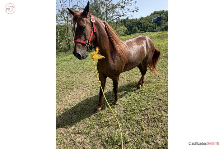 Caballo de paseo  Puerto Rico
