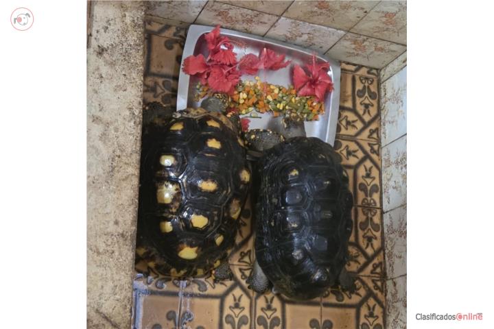 Tortugas Red Foot  Puerto Rico