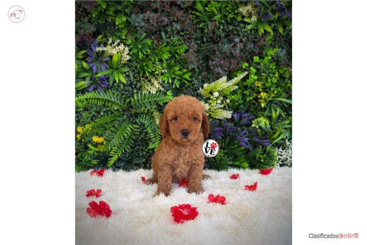 Poodle toy nena  Puerto Rico