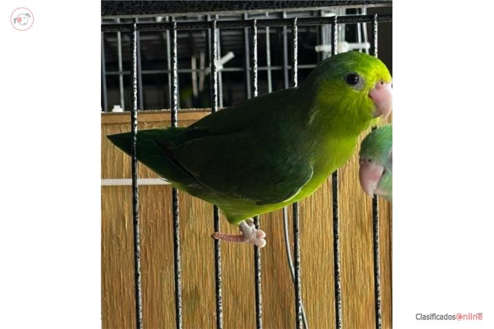 Parrotlet hembra Puerto Rico