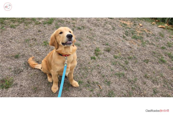 Golden Retriever [AKC] Puerto Rico