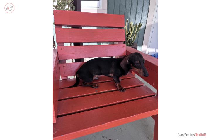 Dachshund  Puerto Rico