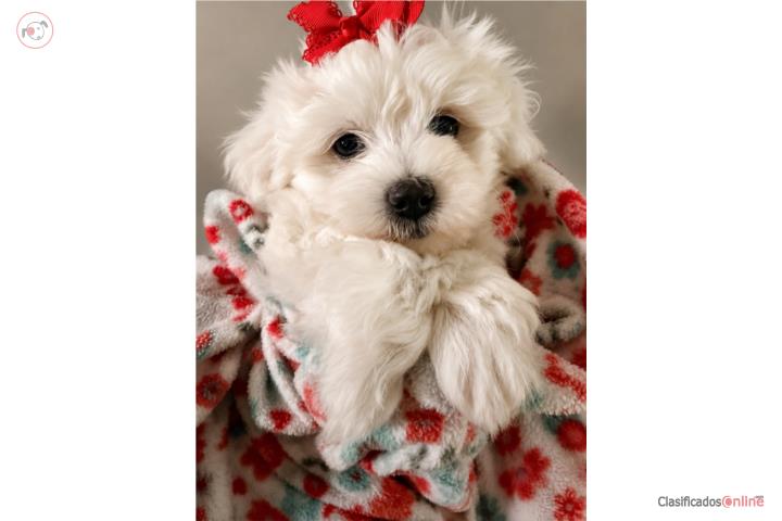 Maltés puppy HERMOSÍSIMA Puerto Rico