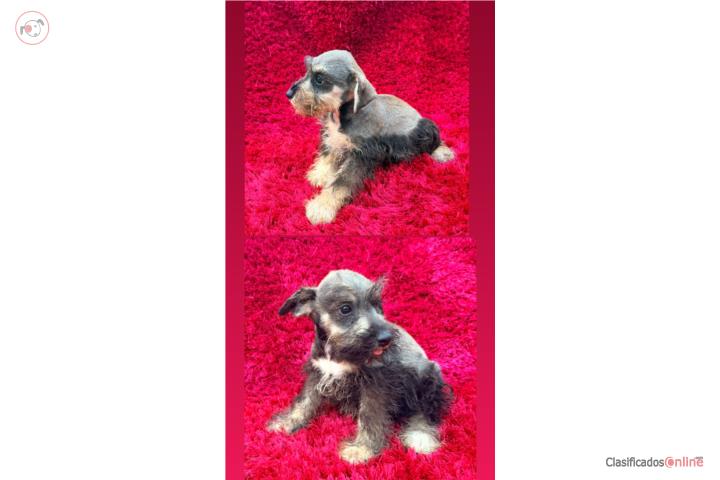Schnauzer pequeños  Puerto Rico