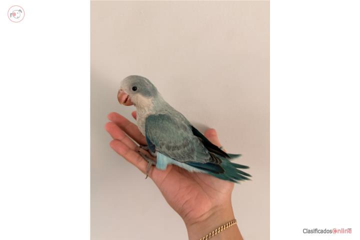 Quakers azules bebés  Puerto Rico