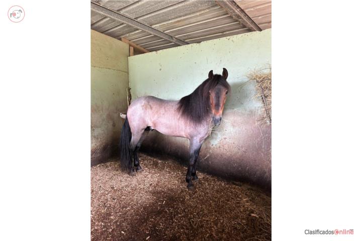 Se vende caballo rusio tiene 4 años  Puerto Rico