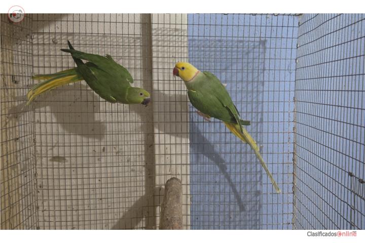 Pareja Cleartail verde adultos Puerto Rico