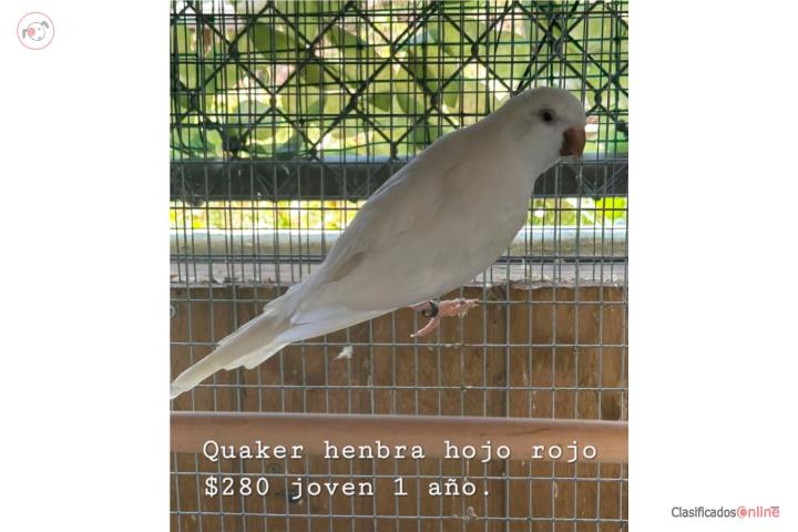 Quaker albina Puerto Rico