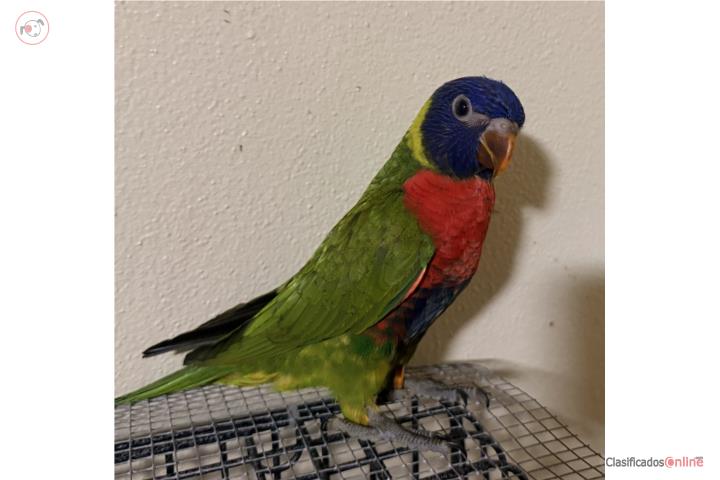 Para la venta Rainbow Lory  Puerto Rico