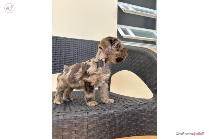 Mini Schnauzer choco merle hembra  Puerto Rico