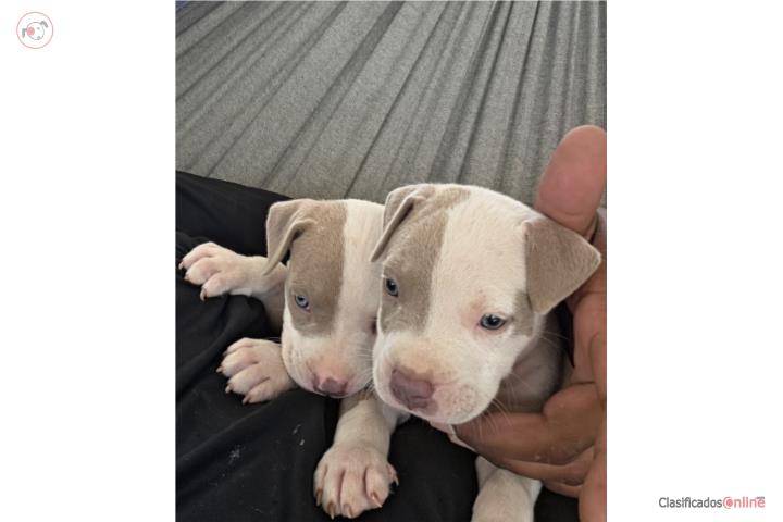 Puppies Red Nose-Lilac Puerto Rico