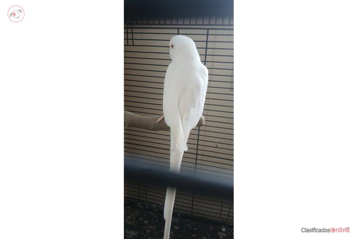 Se vende Rigneck Blanca tiene 6 años Puerto Rico
