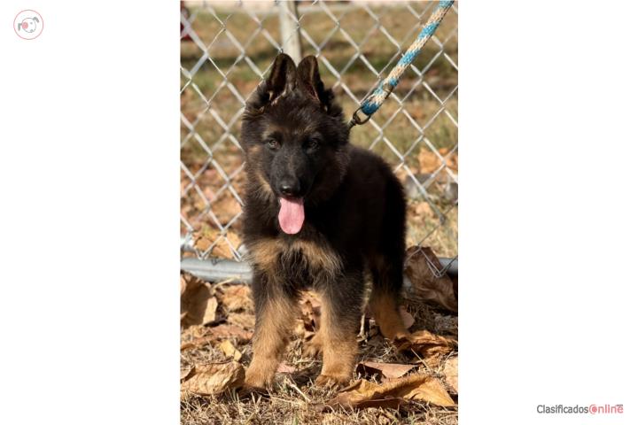 German Shepherd Macho AKC  Puerto Rico