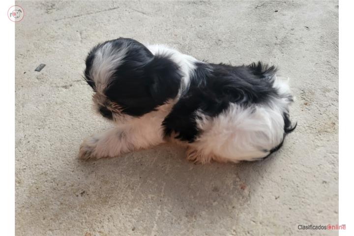 Shihtzu  Puerto Rico