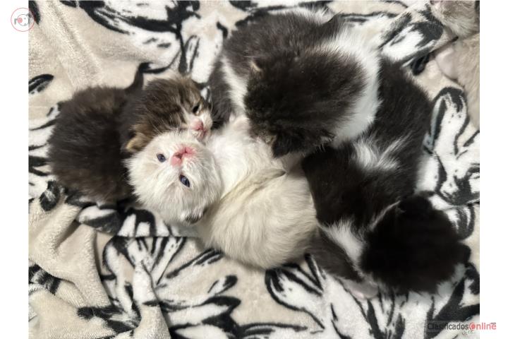 Gatitos persas con Himalaya (no chatos) Puerto Rico