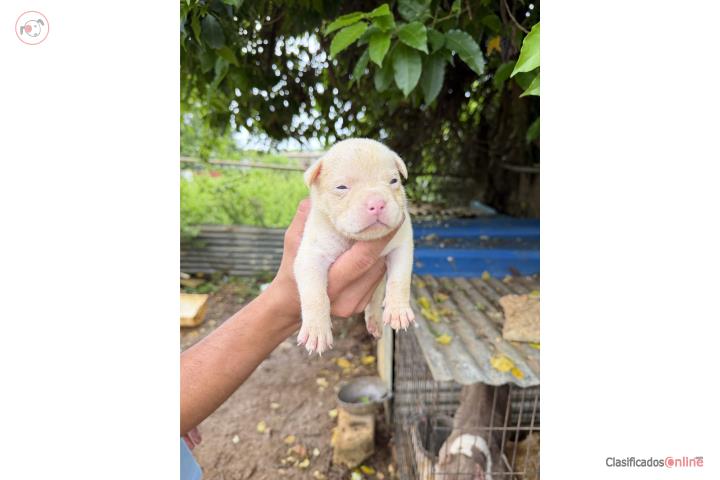 Bullys Puerto Rico