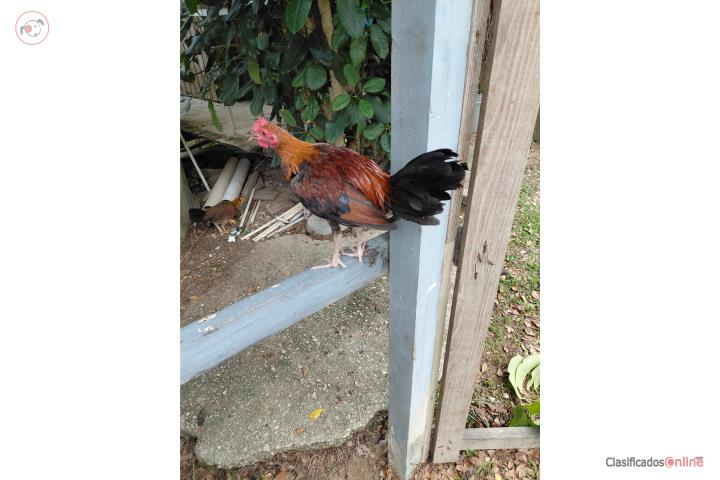 13 Pollos en $780  Puerto Rico