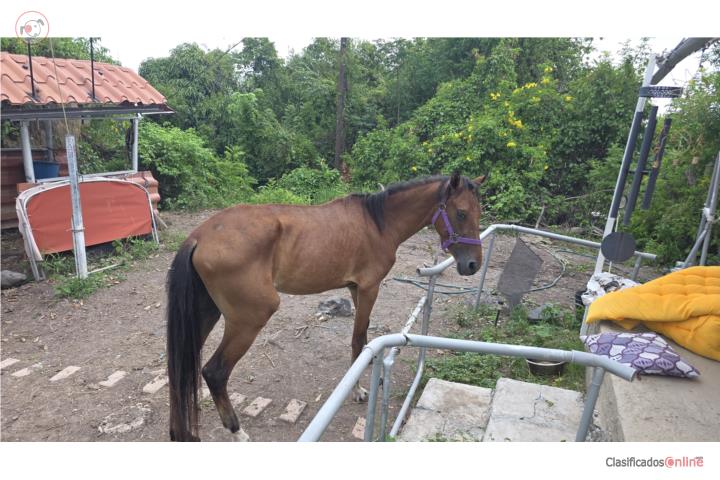 Se vende caballo de 3 años  Puerto Rico