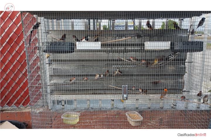 Finches Whidah Monjitas Orange Wiber pintados Puerto Rico