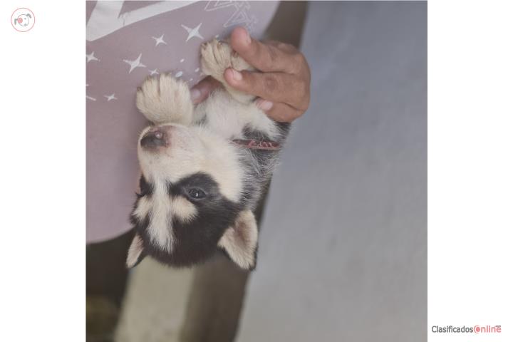 Husky  Puerto Rico