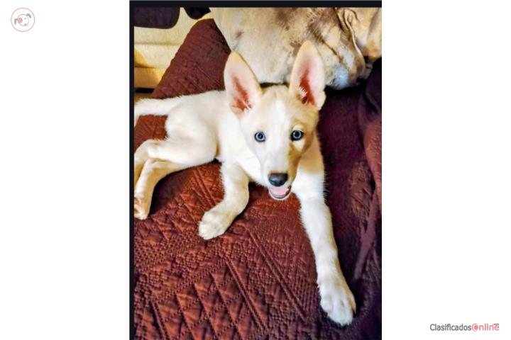 Siberian Husky Puerto Rico
