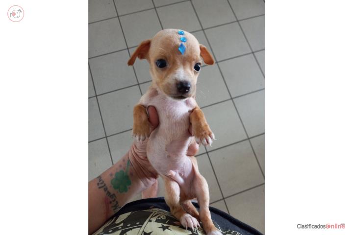 Chihuahua toy Puerto Rico