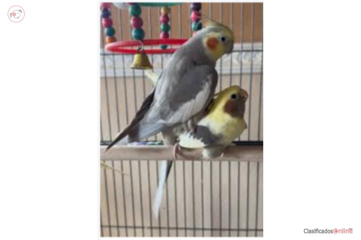 HERMOSA PAREJA DE COCKATIELES Puerto Rico