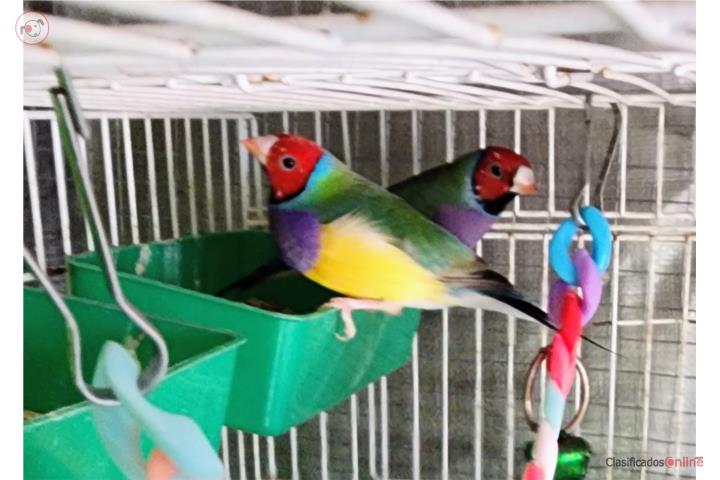 3 Lady Gouldians nenes Puerto Rico