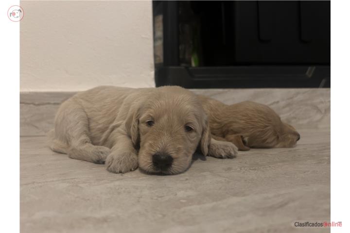 Goldendoodles Standard  Puerto Rico