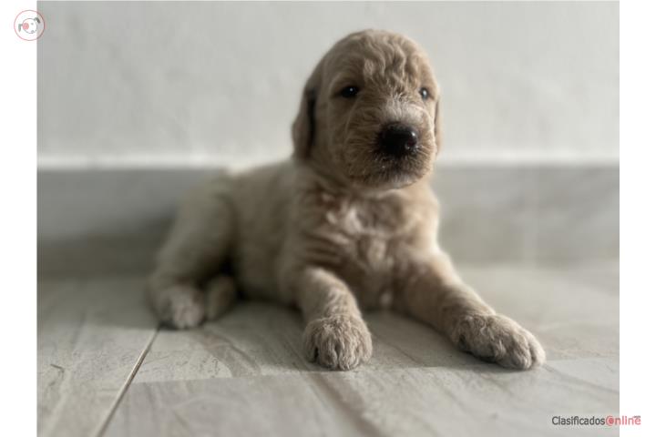 Puppies Goldendoodles Standard  Puerto Rico