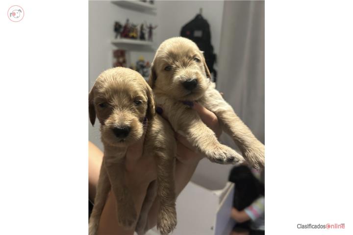 Puppies Goldendoodles Standard  Puerto Rico