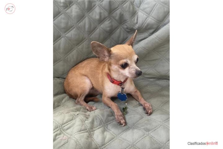 Vendo chihuahua macho Puerto Rico