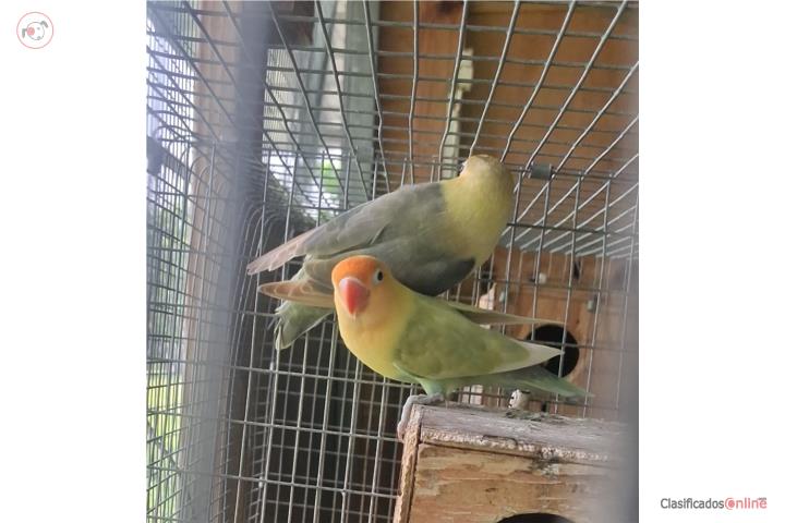 Pareja de lovebird ready Puerto Rico