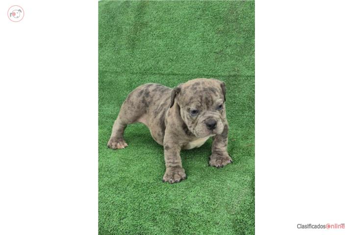 American bully Puerto Rico